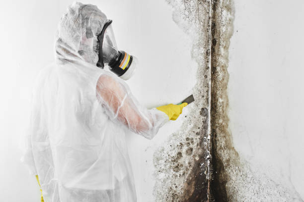 Professional Mold Removal in Englishtown, NJ