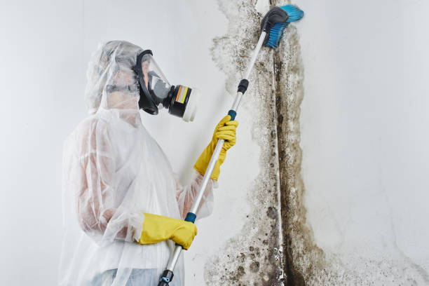 Best Attic Mold Removal  in Englishtown, NJ