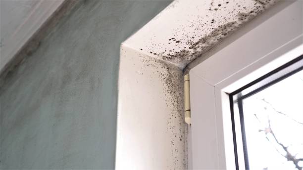 Best Mold Damage Repair  in Englishtown, NJ