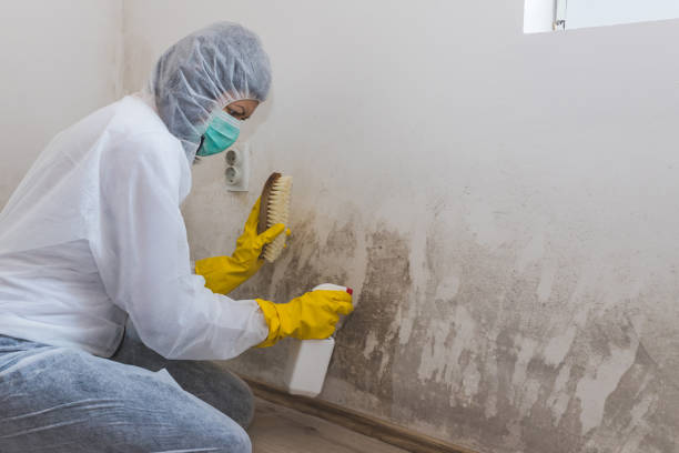 Best Fast Mold Removal  in Englishtown, NJ