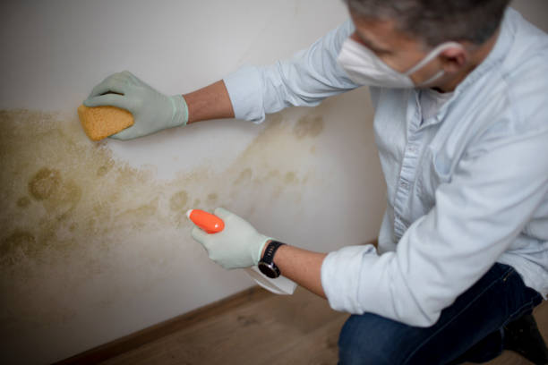 Best Emergency Mold Removal  in Englishtown, NJ