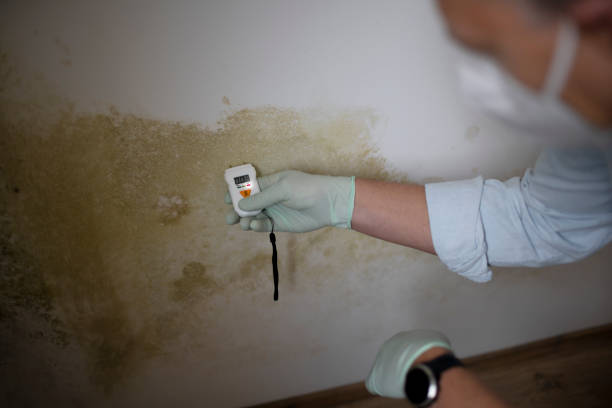 Best Mold Damage Repair  in Englishtown, NJ