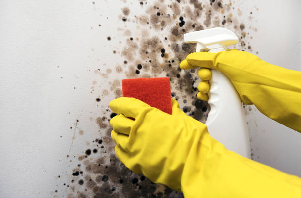 Best Emergency Mold Removal  in Englishtown, NJ