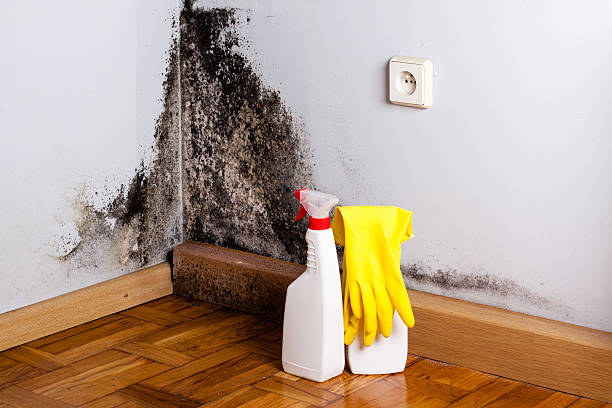 Best Toxic Mold Removal  in Englishtown, NJ