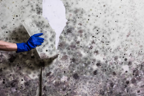 Mold Removal and Inspection in Englishtown, NJ