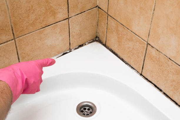 Home Mold Removal in Englishtown, NJ